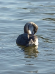 FZ025410 Great crested grebe (Podiceps cristatus).jpg